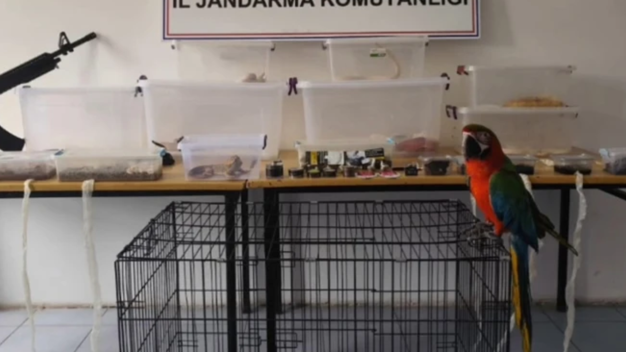 Yasa dışı egzotik hayvan ticareti! Bal pitonu, mısır yılanı, sakallı ejder...