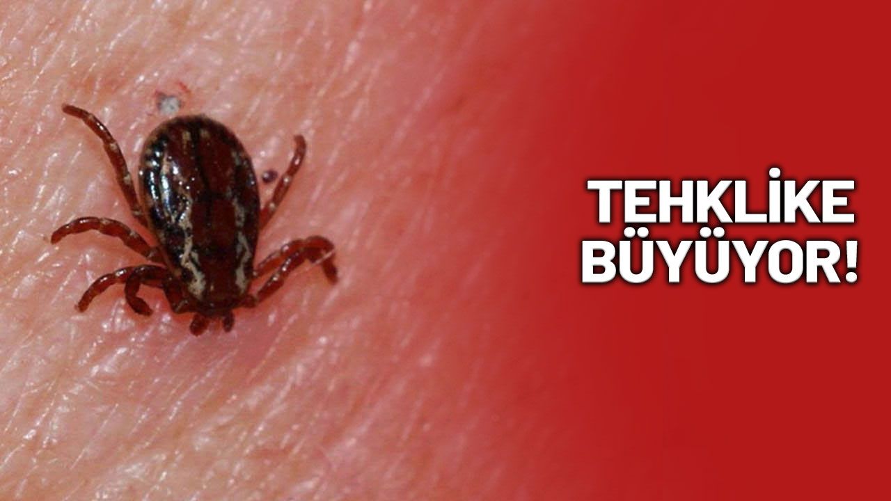 Kene tehlikesi bu kez Çankırı'da! KKKA bir can daha aldı