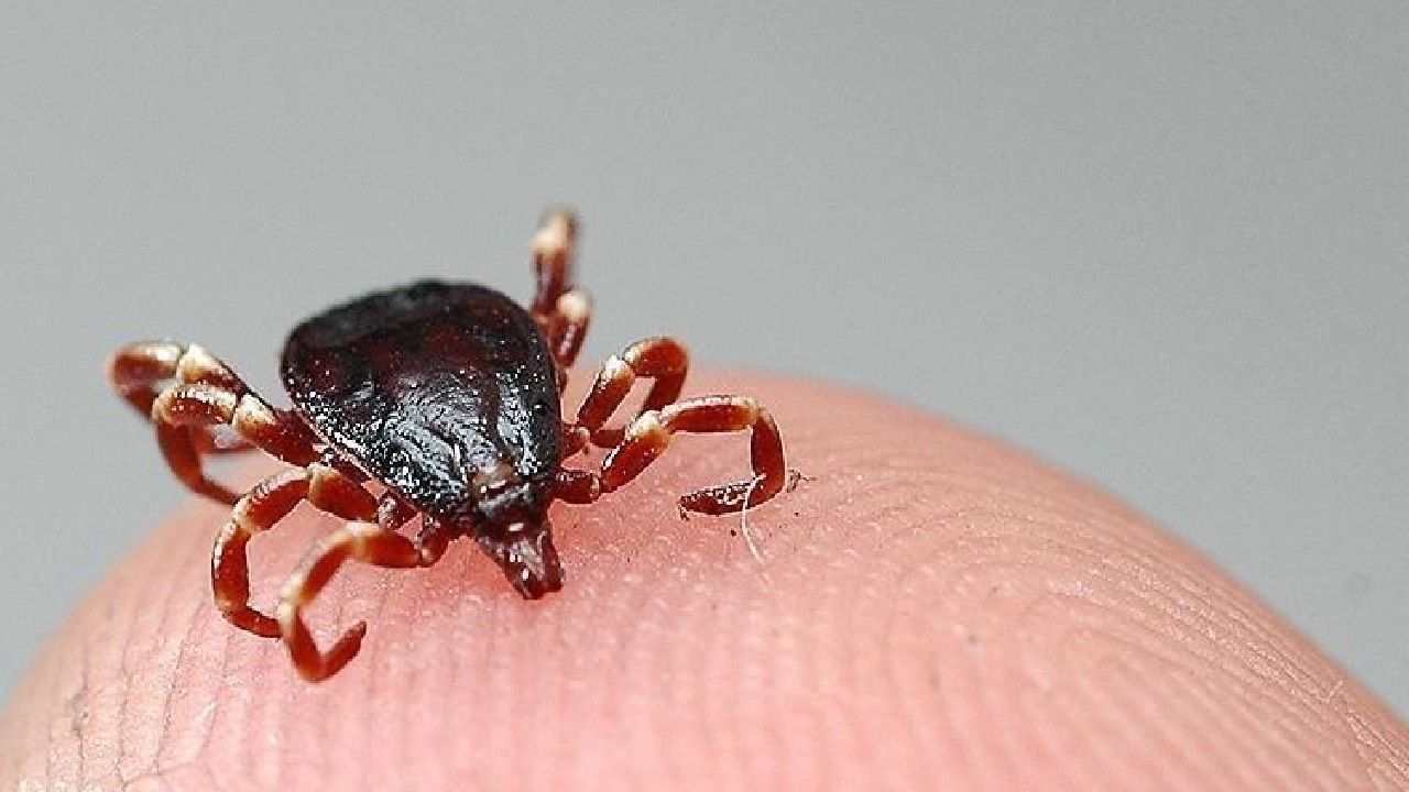 Keneler o kan grubunu tercih ediyor!