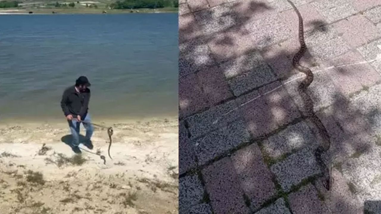 İstanbul'un yedi ilçesinde yılan paniği! Ev, araç ve iş yerlerini bastılar - Tele1 TV Canlı yayın
