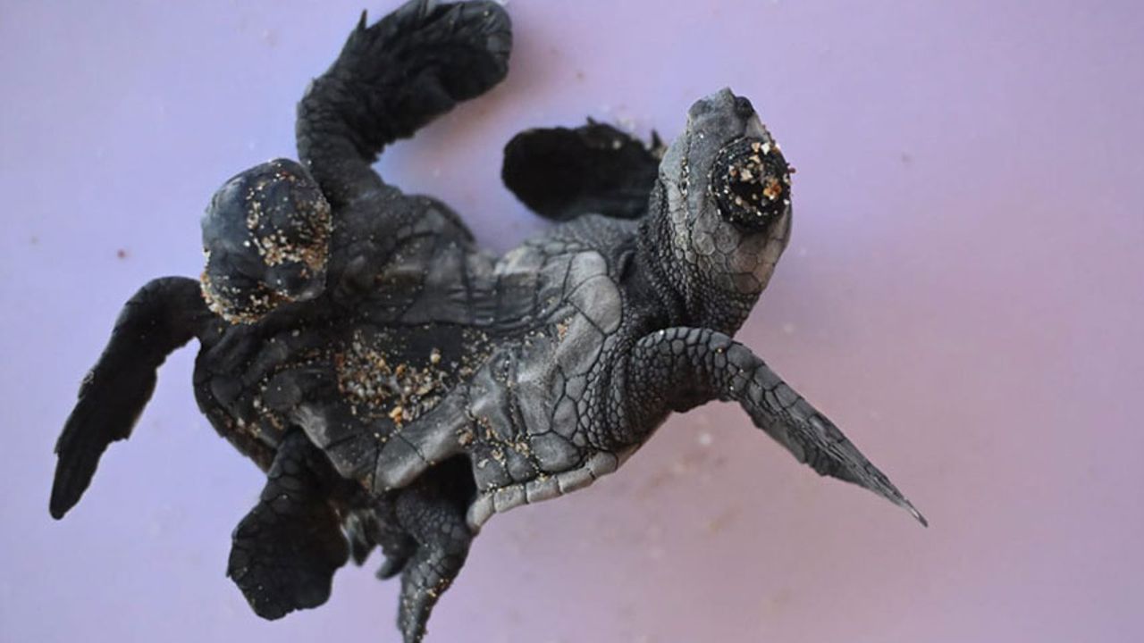 Nadir Rastlanıyor: Siyam Ikizi Yavru Caretta Caretta Bulundu