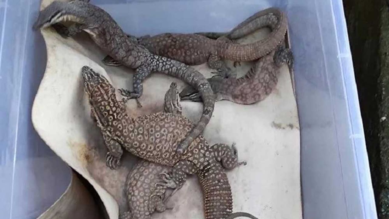 Hayvan kaçakçılığına operasyon: Yasaklanmış 40 canlı ele geçirildi