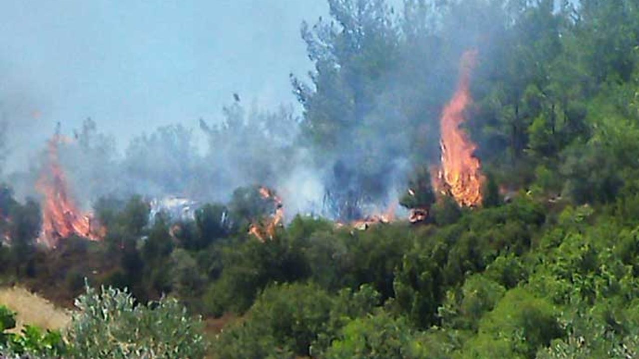 Yatağan’da zirai alanda başlayan yangın ormana sıçradı!