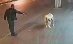 Köpeğe silah çeken saldırgan tutuklandı!