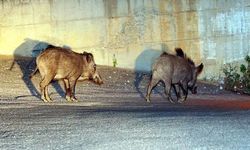 Ava giderken avlandı