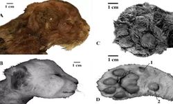 35 bin yıllık kılıç dişli kedi yavrusu bulundu! 'Kusursuz korunmuş'