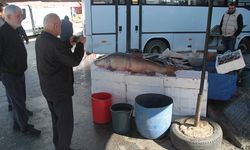 Tezgahta görenler fotoğrafını çekiyor! Nehirden çıkan balığın kilosu ve boyu şaşırttı