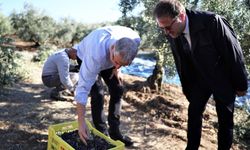 Mudanya Belediyesi zeytin üreticisinin yanında