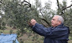 Başkan Şadi Özdemir zeytin hasadına katıldı