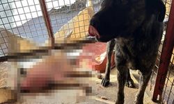 Köpeklerin açlıktan birbirini yediği iddia edildi! Mamak'taki havan barınağı skandalına soruşturma