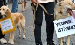 Vicdansızlar! Köpeğe yapılan şeytanın aklına gelmez