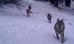 Fotokapanlar Uludağ'daki kurt sürüsünü görüntüledi