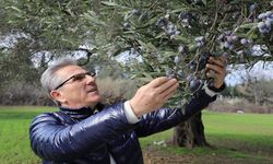 Nazilli Belediyesi’nden zeytin hasadı