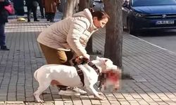 Ağızlıksız dolaştırdığı yasaklı ırk köpeği kediyi katletmişti! Gözaltına alındı