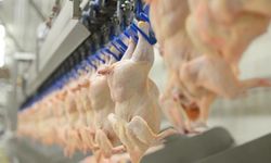 Ticaret Bakanlığı: Kanatlı eti ihracatı durduruldu