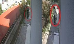 Kan donduran olay! Cani doktor köpekleri sahiplenip bakın ne yaptı