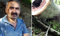 Kestiği ağacın altında kalan işçi hayatını kaybetti