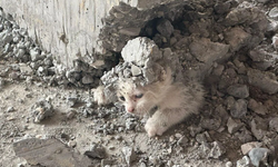Yavru kedinin üzerine beton döktüler!