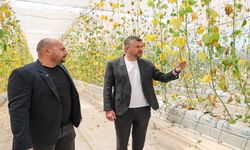 Buca Belediyesi’nin serasına hain saldırı