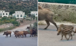 Bodrum’da domuzlar denize indi
