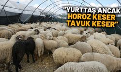 Yurttaş kurbanlığın yanına yaklaşamıyor! Fiyatlar ateş pahası