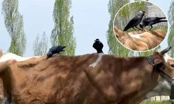 Kargalar inekten kopardıkları tüyle kendilerine yuva yaptı