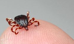 Sivas'ta KKKA şüphesi! 2 çocuk annesi hayatını kaybetti