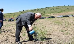 Nilüfer Belediyesi Konaklı’ya 800 zeytin fidanı dikti