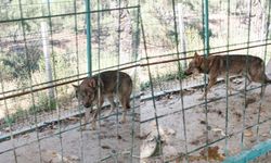 Adana Sarıçam Belediye Başkanına hediye edilen iki Çek kurdu kayıp