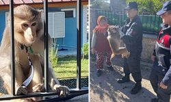 Muğla’da firari maymun herkesi peşine taktı!