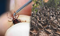 Kene kabusu ile mücadele! Yüzlercesi doğaya salınıyor