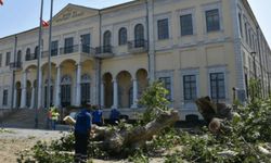 İzmir Valiliği önündeki 120 yıllık çınar devrildi!