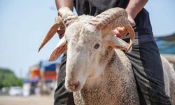 Görenleri şaşırttı! Bu koç diğerlerinden farklı