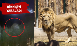 Firari aslan panik yarattı! Polis giriş çıkışları kapattı