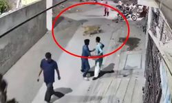 Duvarı aşan aslan dehşet saçtı! Kadını ve çocuklarını yaraladı