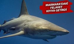Caddebostan'da köpekbalığı alarmı! Kıyıya gelen köpek balığı saldırır mı?