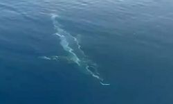 Edirnelileri korkuttu! Boyu 3 metre