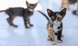 Buca'da 212 patili dost daha yeni ailesine kavuştu