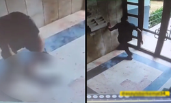İstanbul'da kediyi işkence ederek öldüren cani gözaltına alındı!