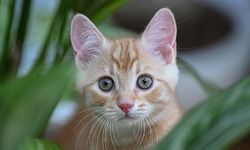 Kedi tüyü ölüm getirir mi? Uzman isimden dikkat çeken açıklama