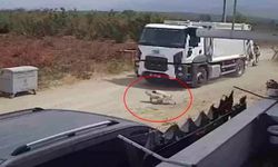 Vicdansızlığın böylesi! Ezdikleri köpekleri çöp kamyonuna atılar
