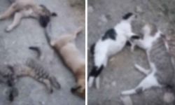 Kars'ta şiddet, Hakkari'de hayvan katliamı! 10 köpek, 5 kedi ve 3 tilkiyi zehirlemişler