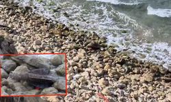 Şile sahilinde bulunan cisim ekipleri harekete geçirdi