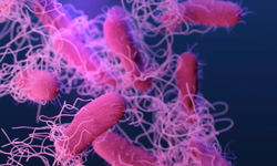 ABD’de salmonella alarmı! 7 kişi hastanelik oldu