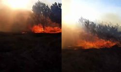 Bursa'da orman yangını!