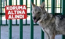 Van'da kurdu alıkoyan adama para cezası!