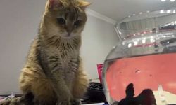 Üzgün kedi antidepresana başladı