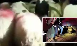 Bu kadarına da pes! 29 koyunun karnında dikiş izi