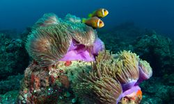 Maldivler'de iklim değişikliği mercan resiflerini tehdit ediyor