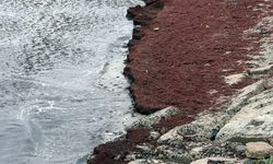Tekirdağ'da deniz kıyıları kırmızı renge büründü